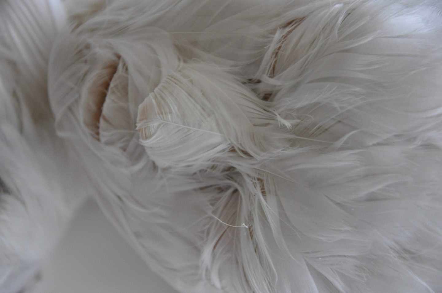 Featherchild by Lucy Glendinning - IGNANT