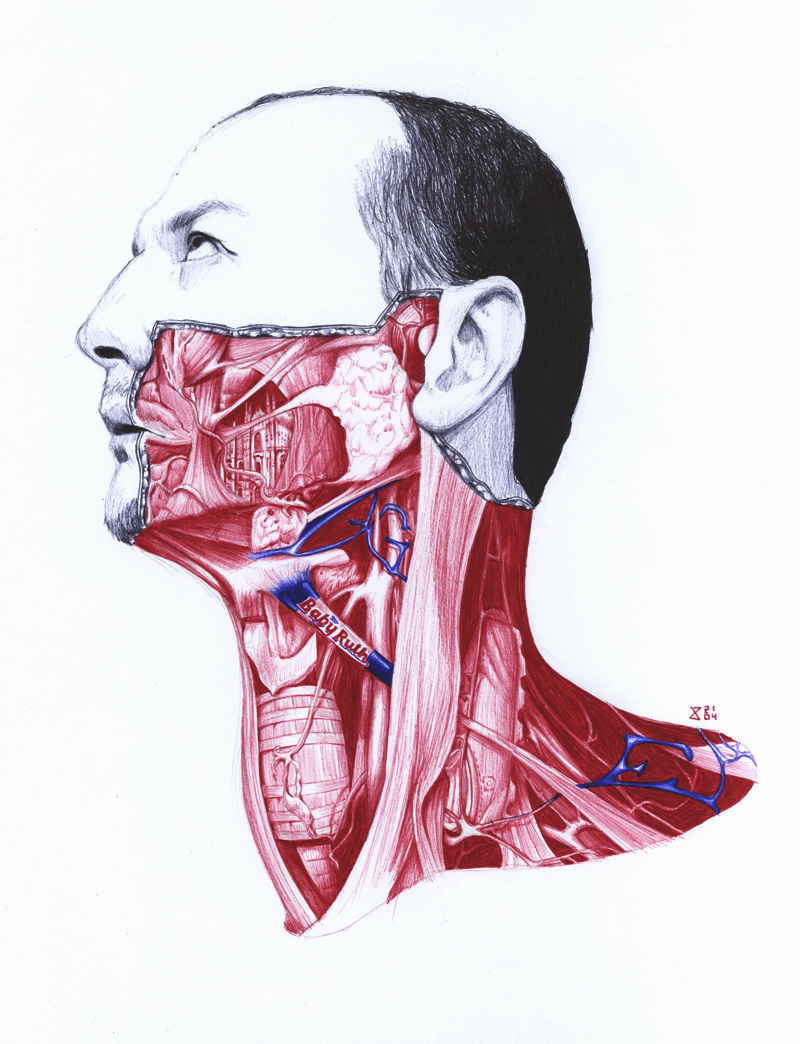 Anatomical Illustrations by Salvatore Zanfrisco | iGNANT.com