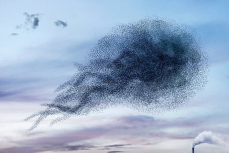 Murmurations by Alain Delorme - IGNANT