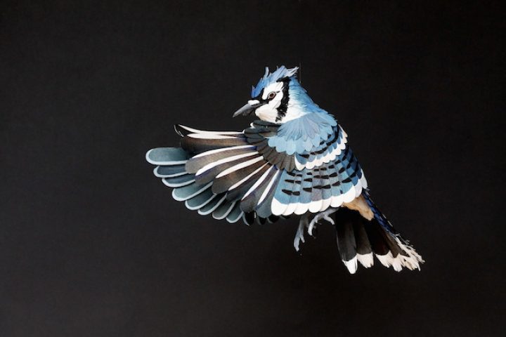 Realistic Paper Birds by Diana Beltran Herrera - IGNANT