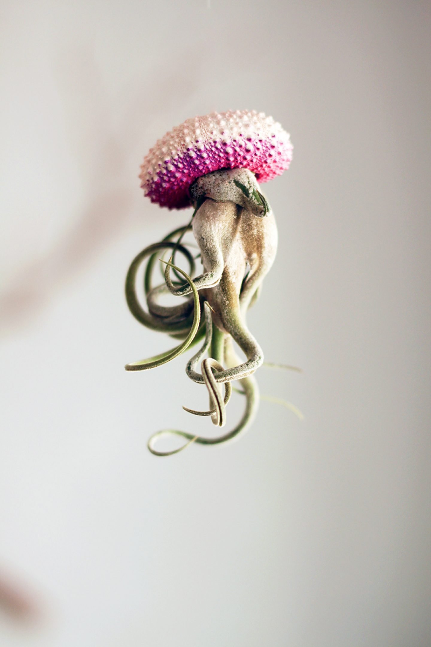 Cathy Van Hoang's Air Plant Jellyfish - IGNANT