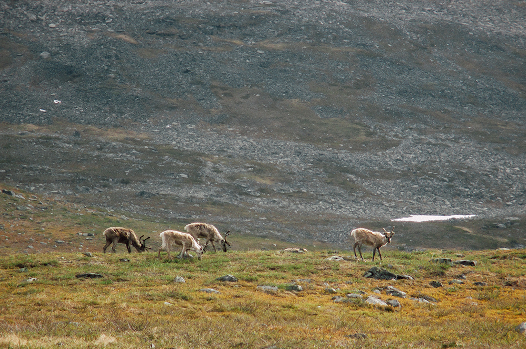 A Trip Through Lapland | iGNANT.com