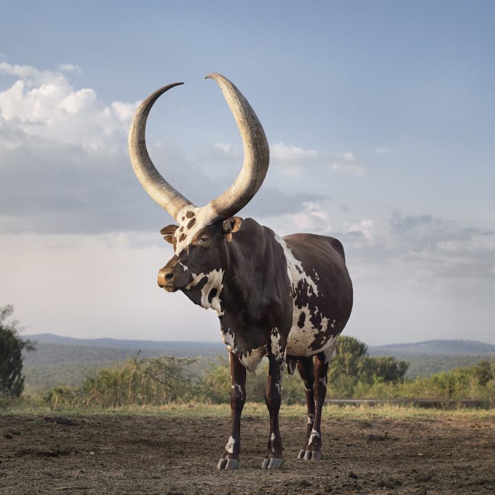 A Celebration Of The Sacred Animal By Daniel Naudé - IGNANT