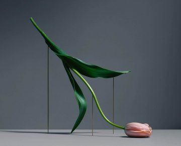 Carl Kleiner’s Elegant Series Of Moving Tulips - IGNANT