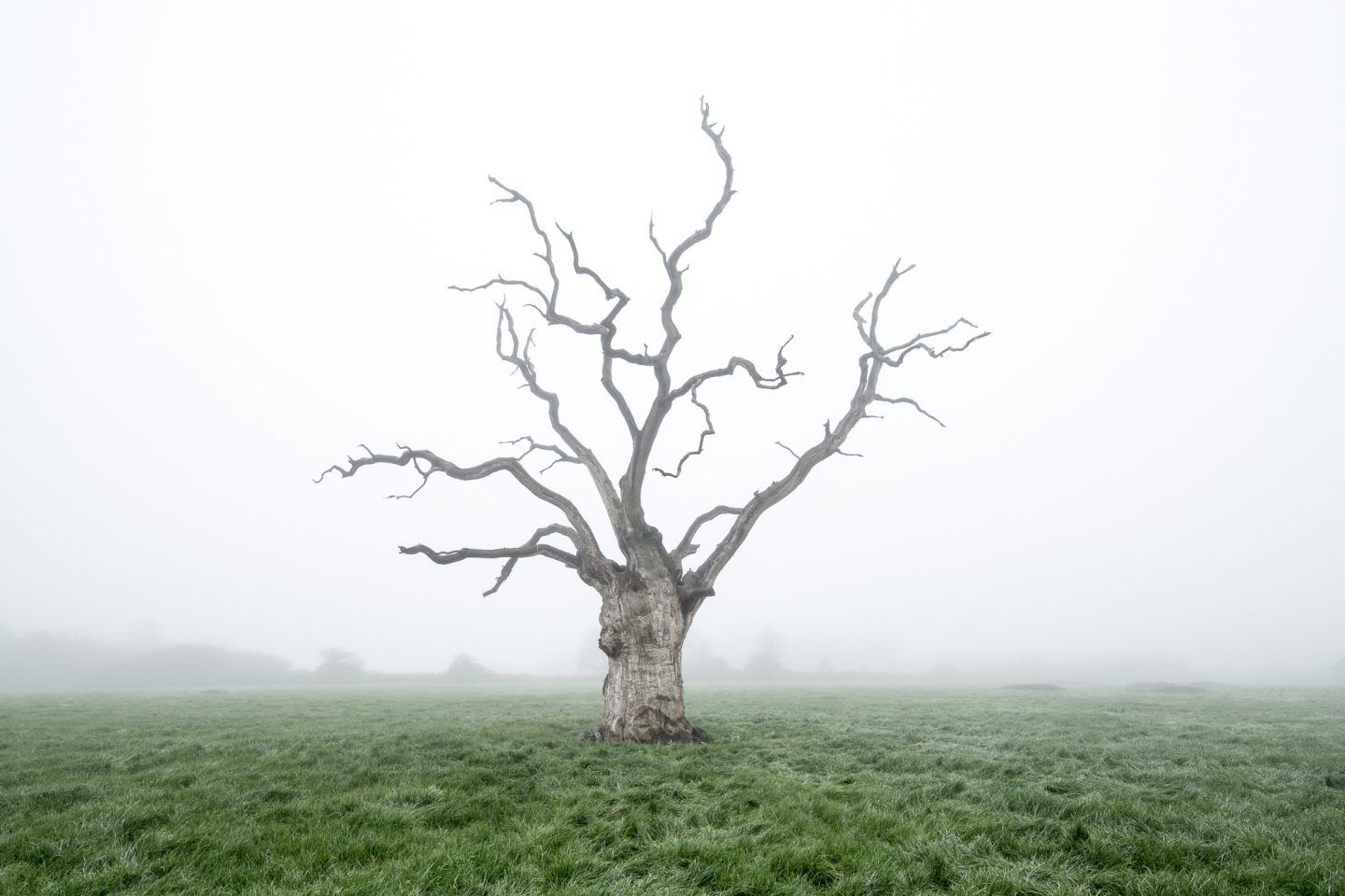 Luke Hayes’ Poignant Imagery Of Mysteriously Dead Oak Trees - IGNANT