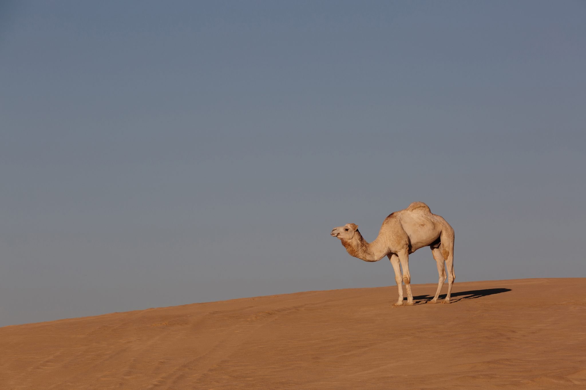 Through Mountains And Deserts, A Visual Journey Of Southern Tunisia 