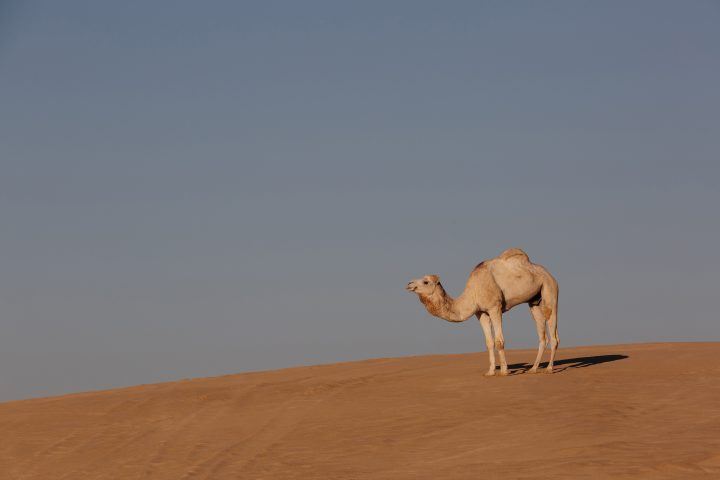 Through Mountains And Deserts, A Visual Journey Of Southern Tunisia ...